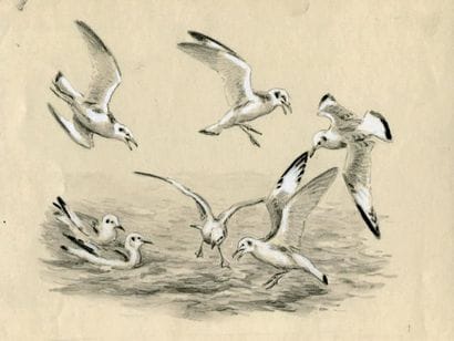 OBERTHÜR (Joseph)
Mouettes. Lavis original;...
