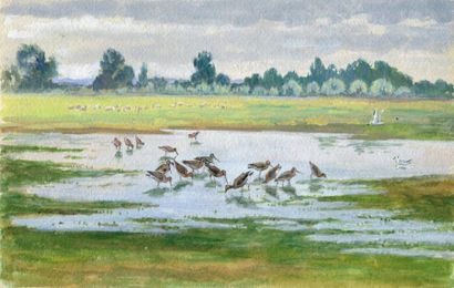 OBERTHÜR (Joseph)
Mouettes et petits échassiers....