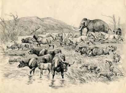 OBERTHÜR (Joseph)
Éléphant, sangliers, loups,...