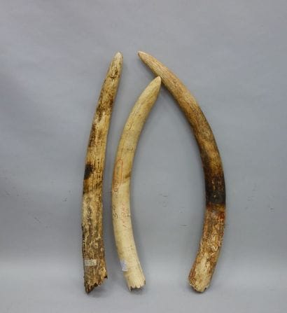 Trois défenses brutes d'éléphant d'Afrique...