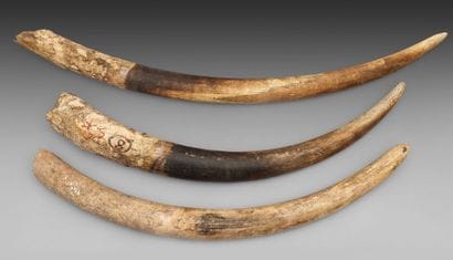 Trois défenses brutes d'éléphant d'Afrique...