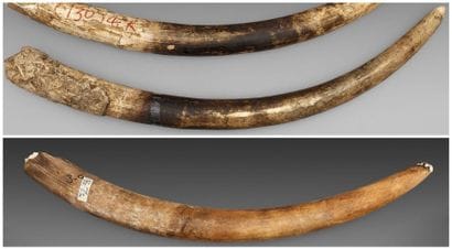 Deux défenses brutes d'éléphant d'Afrique...