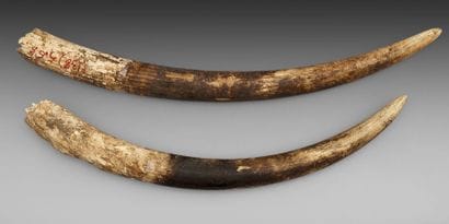 Deux défenses brutes d'éléphant d'Afrique...