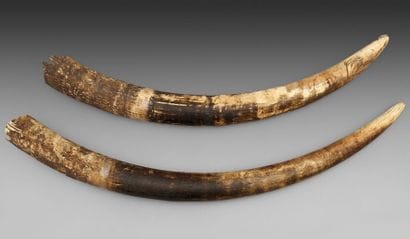 Deux défenses brutes d'éléphant d'Afrique...