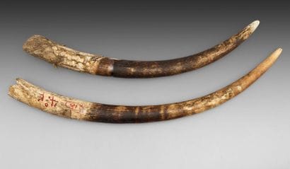 Deux défenses brutes d'éléphant d'Afrique...