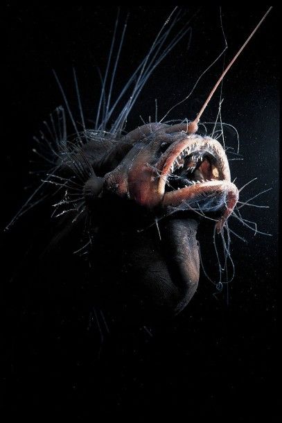 David Shale
Caulophryne jordani - Lotte de...