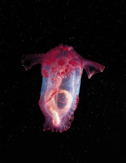Laurence Madin (scientifique)
Enypniastes...