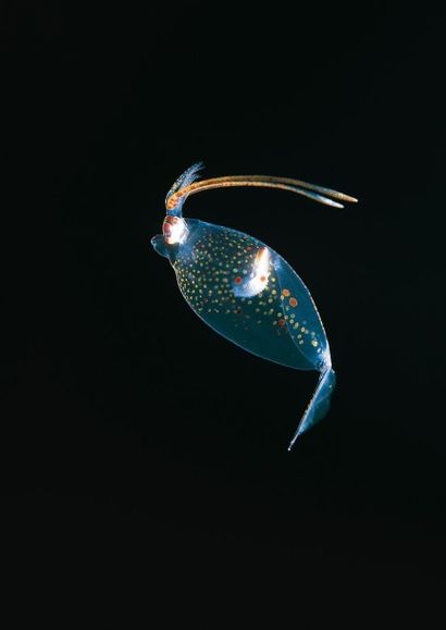 Rob Sherlock
Galiteuthis phyllura - Calamar...