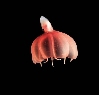David Shale / Claire Nouvian
Stauroteuthis...