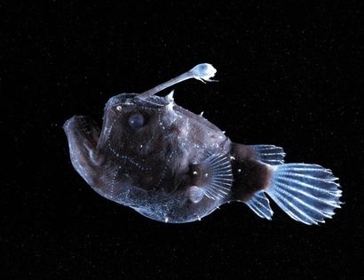 David Shale
Himantolophus paucifilosus -...