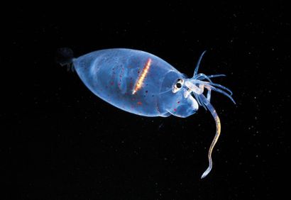 David Wrobel (scientifique)
Helicocranchia...