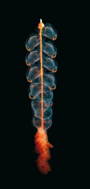 Kevin Raskoff (scientifique)
Marrus orthocanna...