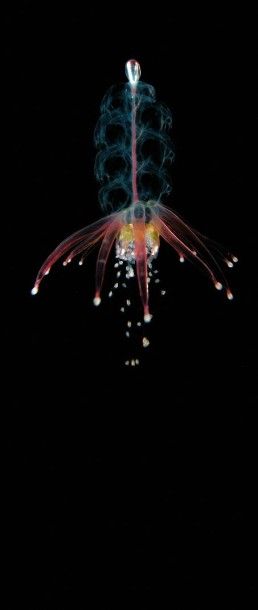 Steven Haddock / MBARI 2003 (scientifique)
Physophora...
