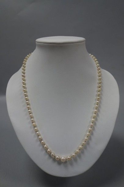 Collier de perles de culture en chute. 

Fermoir...