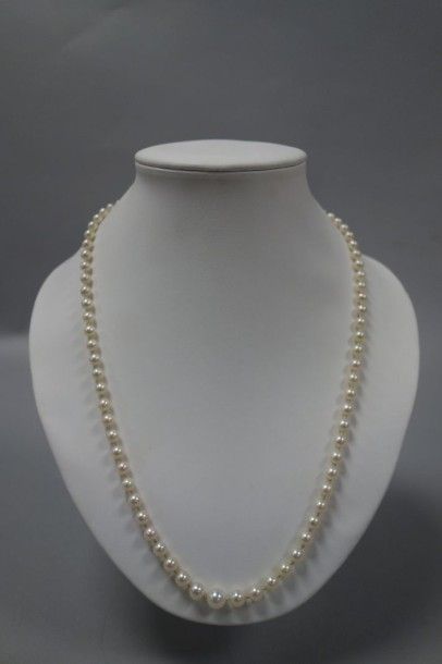Collier de perles de culture en chute. 

Fermoir...