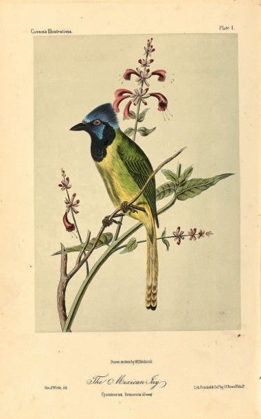 GOSSE (Ph.-H.)

The Birds of Jamaica. Londres,...