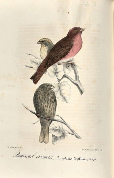 JAUBERT (J.-B.) - BARTHELEMY LAPOMMERAYE.

Richesses...