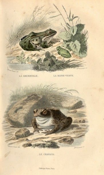 LACÉPÈDE.

Histoire naturelle. Paris, Furne...