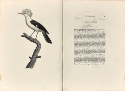 LEVAILLANT (François)

Histoire naturelle...