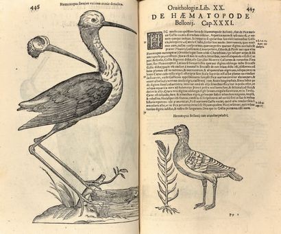 ALDROVANDI (Ulisse)

Ornithologiae, hoc est...