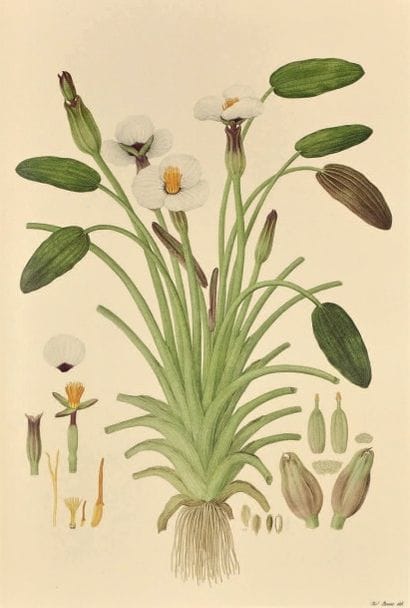 BAUER (Ferdinand)

The Australian Flowers....