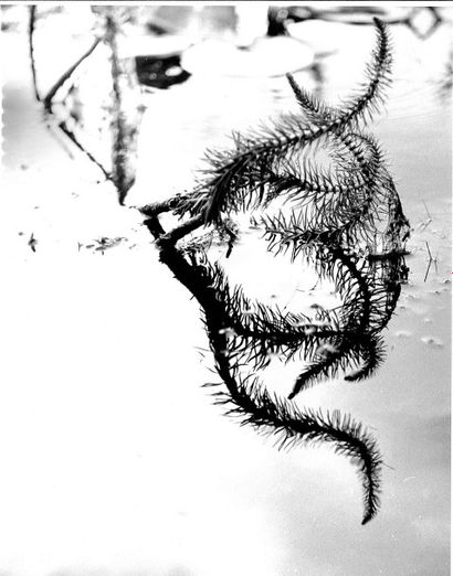 Georges JONIAUX (1932-1987)


