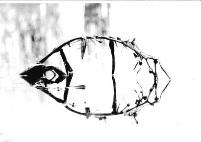 Georges JONIAUX (1932-1987)


Sans titre,...