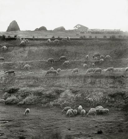Michel HOSSZU (1944)


Moutons en Hongrie....