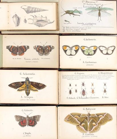 INSECTES-ROTHMANN Réunion de 21 albums du...