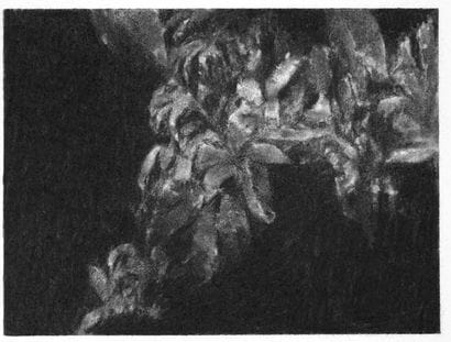 Damien CADIO (1975)
Dahlem, 2014.
Fusain...