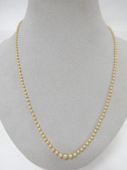 Collier de perles rosées ou jaunes de culture...