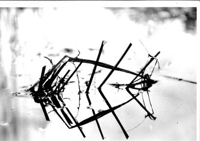 Georges JONIAUX (1932-1987)


Broderie de...