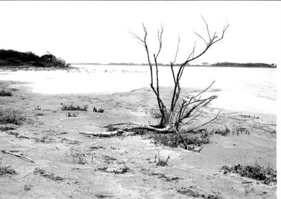 Georges JONIAUX (1932-1987)


Camargue inconnue....