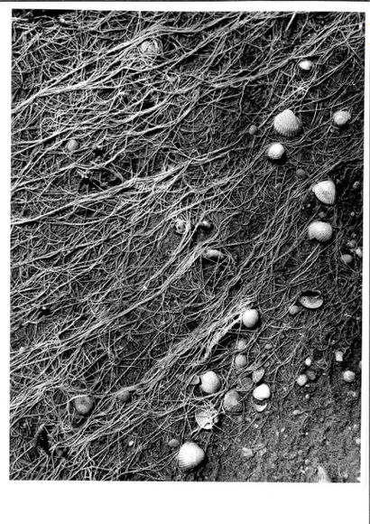 Georges JONIAUX (1932-1987)


Forme insolite...