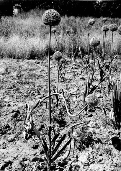 Georges JONIAUX (1932-1987)


Deux tirages...