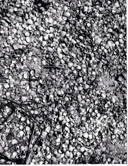 Georges JONIAUX (1932-1987)


Plage, Sable,...