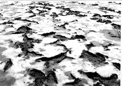 Georges JONIAUX (1932-1987)


Plage, Sable,...