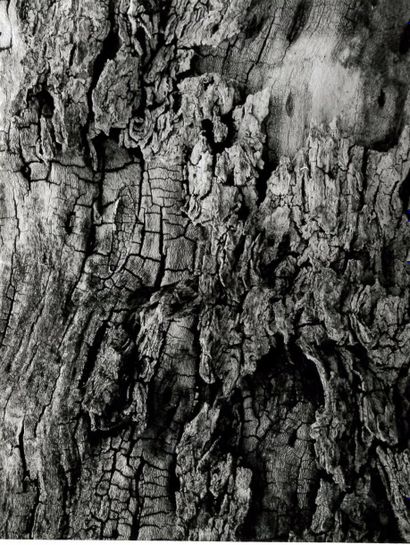 Georges JONIAUX (1932-1987)


Ecorce et terre...