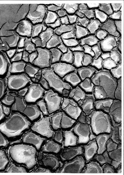 Georges JONIAUX (1932-1987)


Coquillages,...