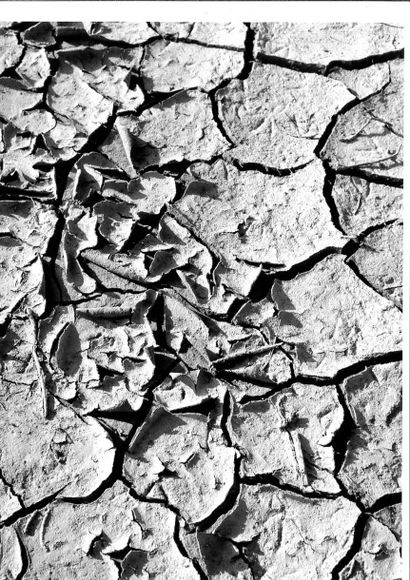 Georges JONIAUX (1932-1987)


Coquillages,...