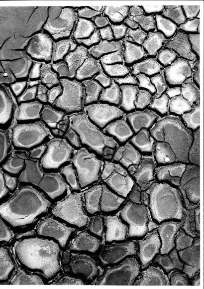 Georges JONIAUX (1932-1987)


Coquillages,...