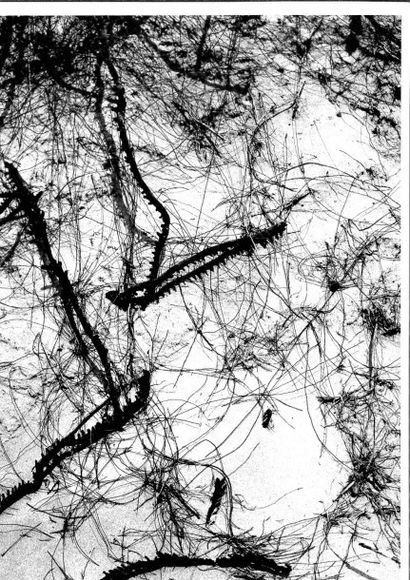 Georges JONIAUX (1932-1987)


Coquillages,...