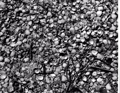 Georges JONIAUX (1932-1987)


Coquillages,...