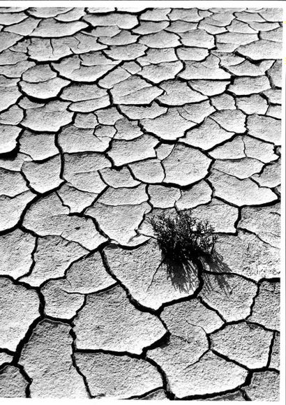 Georges JONIAUX (1932-1987)


Coquillages,...