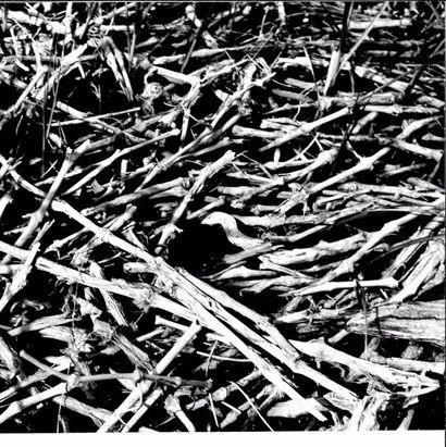 Georges JONIAUX (1932-1987)


Ecorce, Sable...
