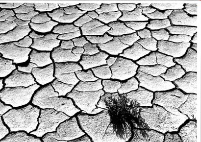 Georges JONIAUX (1932-1987)


Algues, Salicorne,...