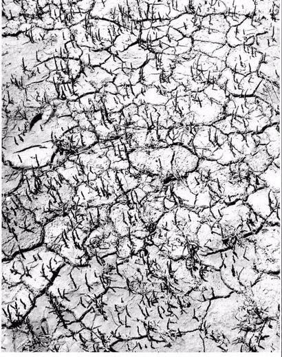 Georges JONIAUX (1932-1987)


Algues, Salicorne,...