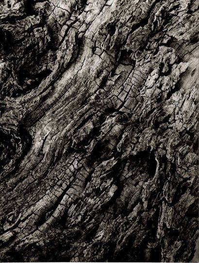 Georges JONIAUX (1932-1987)


Algues, Salicorne,...