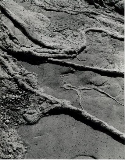 Georges JONIAUX (1932-1987)


Algues, Salicorne,...