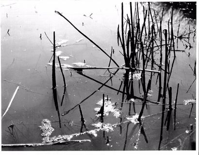 Georges JONIAUX (1932-1987)


Camargue inconnue...